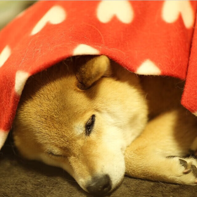 双城记,字母哥独舞映照鹈鹕群像,时代王座下的两种答案