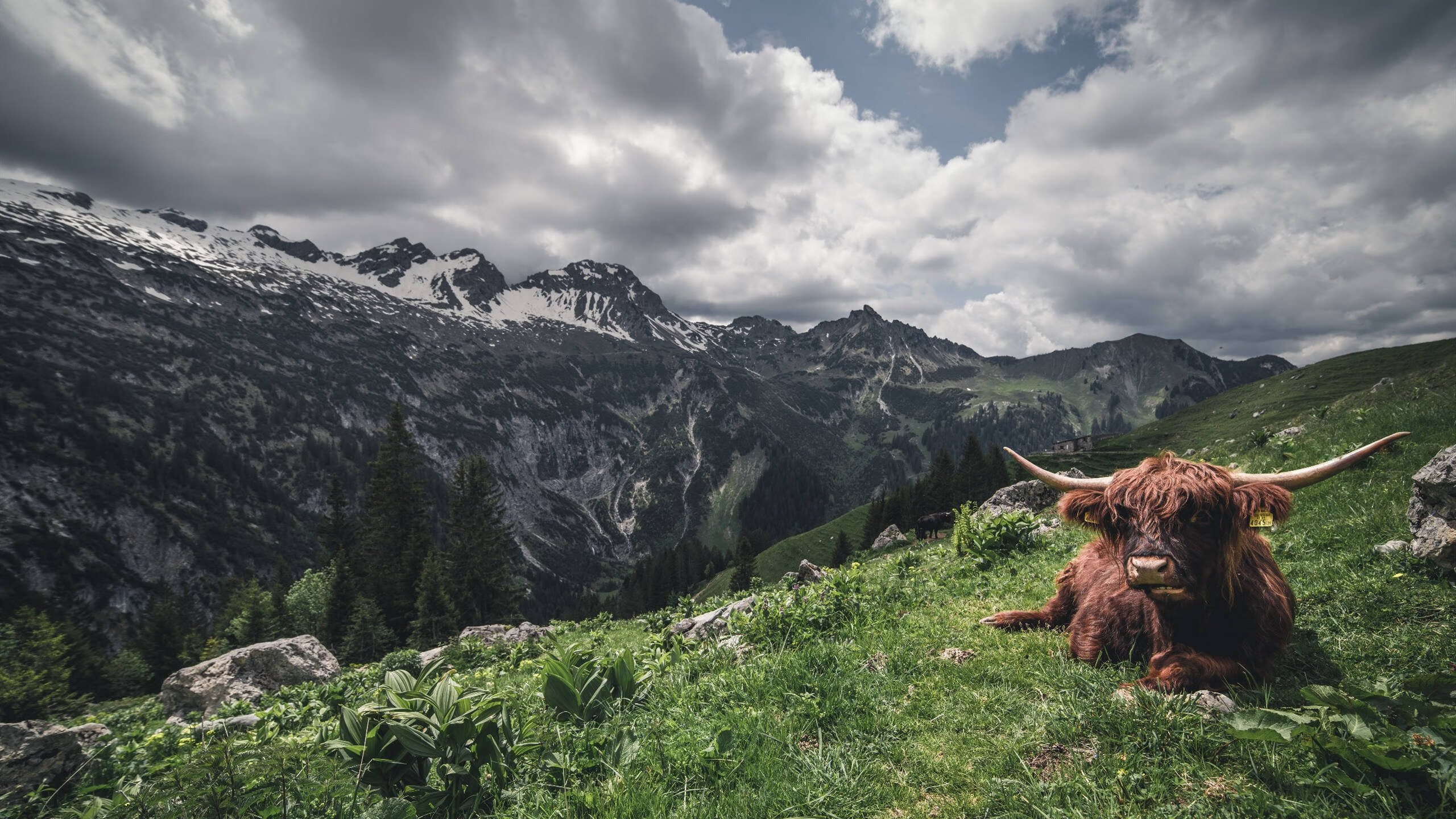 当布克降临欧冠之夜，篮球之魂与足球圣殿的交错诗篇